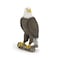 Papo Realistic Bald Eagle Figure Ages 3 Wild Life Collection Educational Play Birds of Prey Gift Idea Toy for Girls and Boys