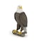 Papo Realistic Bald Eagle Figure Ages 3 Wild Life Collection Educational Play Birds of Prey Gift Idea Toy for Girls and Boys