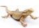 Rismise Lizard Figurine Toys Lizard Animals Figures Lizards Toys Plastic Lizards Model Bearded Dragon Animal Figurines for Cake Decoration Educational Toy Gecko Animal Trick Reptile Prank Props