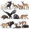 Toymany 14PCS Mini North American Forest Animals Figurines Realistic Jungle Animal Toys Includes Elk Pronghorn Leopard Gey Fox for Kids Adults Toddlers