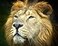 CVPuzzles Lion King of The Jungle 504 Piece Jigsaw Puzzle 16 X 20