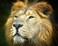 CVPuzzles Lion King of The Jungle 504 Piece Jigsaw Puzzle 16 X 20
