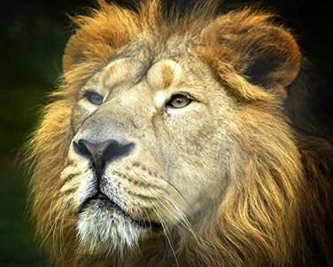 CVPuzzles Lion King of The Jungle 504 Piece Jigsaw Puzzle 16 X 20