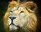 CVPuzzles Lion King of The Jungle 504 Piece Jigsaw Puzzle 16 X 20