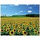 CHAMBERART 1000 Piece Premium Jigsaw Puzzle A Sunflower Field A1095