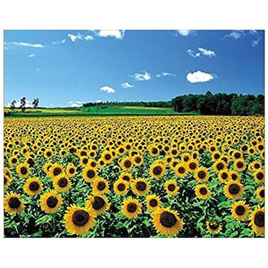 CHAMBERART 1000 Piece Premium Jigsaw Puzzle A Sunflower Field A1095