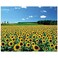 CHAMBERART 1000 Piece Premium Jigsaw Puzzle A Sunflower Field A1095