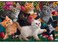 Anatolian Puzzle Kittens at Play 260 Piece Jigsaw Puzzle 3327
