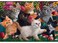 Anatolian Puzzle Kittens at Play 260 Piece Jigsaw Puzzle 3327