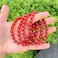 Adabele Real Natural Carnelian Red Agate Gemstone Beaded Bracelet 7 inch Stretch Chakra Red Gems Stones Healing Crystal Energy Quartz Rock GB829
