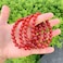 Adabele Real Natural Carnelian Red Agate Gemstone Beaded Bracelet 7 inch Stretch Chakra Red Gems Stones Healing Crystal Energy Quartz Rock GB829