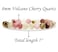 Angelstones Handmade Natural Volcano Cherry Quartz Healing Gemstone 8mm Round Beads Stretch Crystal Bracelet 7 Inch Unisex