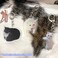 Ohjijinn 8Pcs Cat Keychain Cute Cat Meme Keychains Two Cats Talking Keyring Kawaii Charm Funny Keychain