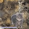 Ohjijinn 8Pcs Cat Keychain Cute Cat Meme Keychains Two Cats Talking Keyring Kawaii Charm Funny Keychain
