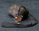 Jovivi Natural Ice Obsidian Fox Crystal Necklace Healing Stones Gemstone Necklaces Pendant Protection Amulet Charm