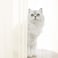 LONGTAI Window Beige Sheer Curtains 90 Inches Long 2 Panels Sheer Curtain Basic Rod Pocket Panel For Bedroom Children Living Room Yard Kitchen