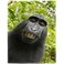 HommomH 60x80 Monkey Blanket Funny Animal Selfie Blankets Soft Warm Plush Fleece Throw for Couch Sofa Bed