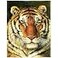 HommomH 60x80 Yellow Tiger Face Blanket Animal Art Painting Soft Fluffy Fleece Throw for Couch Sofa Bed