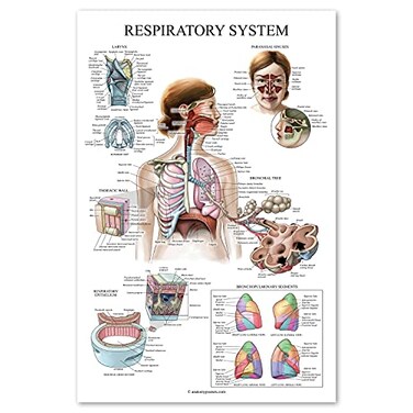 Palace Learning Laminated Respiratory System Anatomical Chart Lung Anatomy Poster 18 x 24