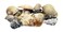 U.S. Shell US Shell Large World Mixed Shells 1 Kilo Weight