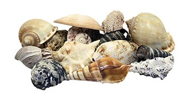 U.S. Shell US Shell Large World Mixed Shells 1 Kilo Weight
