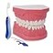 Generic 15 Times Large Dental Typodont Model Tooth Brushing flossing Practice Model Demonstration Removable Lower Teeth for Kids Dental Students Tooth Teach Study