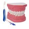 Generic 15 Times Large Dental Typodont Model Tooth Brushing flossing Practice Model Demonstration Removable Lower Teeth for Kids Dental Students Tooth Teach Study