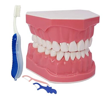 Generic 15 Times Large Dental Typodont Model Tooth Brushing flossing Practice Model Demonstration Removable Lower Teeth for Kids Dental Students Tooth Teach Study