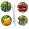 fypuda 40PCS Tomato Hooks 20Pcs Tomato Support Hooks 20pcs Tomato Clips Tomatoes and Vine Crop Trellis Hooks with 328Ft Support String Rope to Prevent Tomatoes from Pinching or Falling Off