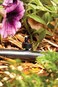 Rain Bird BUE0525S Drip Irrigation Button DripperEmitter 05 12 Gallon Per Hour 25Pack