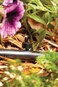Rain Bird BUE0525S Drip Irrigation Button DripperEmitter 05 12 Gallon Per Hour 25Pack