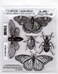 Tim Holtz Stampers Anonymous Specimen Cling Stamp CMS410