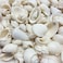 PEPPERLONELY Medium White Shell Mix Sea Shells 10 OZ Apprx 70 PC Shells 34 Inch 134 Inch