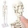 EVOTECH SCIENTIFIC Mini Human Skeleton Model for Anatomy 177 Full Body Human Skeleton Model with Movable Arms and Legs on Base for Medical Teaching Learning Students Learning Education Tool