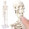 EVOTECH SCIENTIFIC Mini Human Skeleton Model for Anatomy 177 Full Body Human Skeleton Model with Movable Arms and Legs on Base for Medical Teaching Learning Students Learning Education Tool
