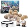 Discovery Mystery Crystal Geode Kit Crack Open 10 Real Quartz Geodes Includes Goggles Magnifying Glass Display Stands Educational STEM Geology Toy for Kids Science Activity Set Gift Ages 6