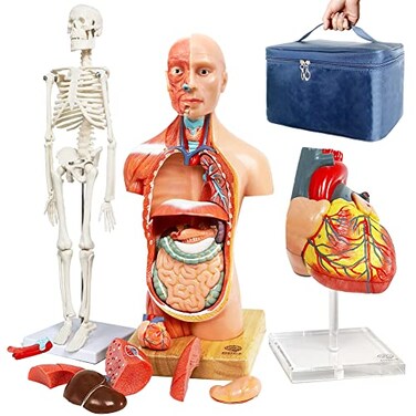 EVOTECH SCIENTIFIC Human Body Skeleton and Heart ModelsBest Anatomy Model Bundle Set of 3 Handson 3D Model Study Tools for Medical Student Teacher