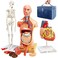 EVOTECH SCIENTIFIC Human Body Skeleton and Heart ModelsBest Anatomy Model Bundle Set of 3 Handson 3D Model Study Tools for Medical Student Teacher