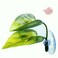 BBDDKEG DODO Aqua Betta Fish Leaf Soft Bed Simulating The Natural Habitat for Betta Spawning Grounds Breeding Resting Bed Plastic Suction Cup 1pcs