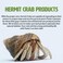Fluker's Flukers Rock Bowl Food Water Dish for Hermit Crabs Medium 6