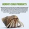 Fluker's Flukers Rock Bowl Food Water Dish for Hermit Crabs Medium 6
