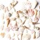 Super Z Outlet Sea Shells Mixed Beach Seashells Various Sizes up to 2 Shells