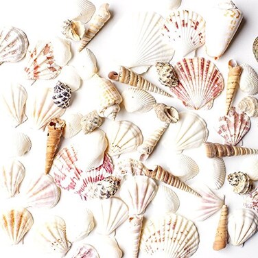 Super Z Outlet Sea Shells Mixed Beach Seashells Various Sizes up to 2 Shells