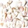 Super Z Outlet Sea Shells Mixed Beach Seashells Various Sizes up to 2 Shells