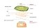 e-jen ejen Premium Kimchi Sauerkraut Container Probiotic Fermentation with Inner Vacuum Lid Earthenware Green 09 gal 34L