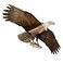 Jackite American Bald Eagle Kite