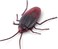 Robo Alive ZURU ROBO Alive Crawling Cockroach Series 2