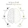 مكمل غذائي ACEWORKZ Elite Brain Nootropic لزيادة التركيز والذاكرة والصفاء الذهني، خالٍ من الكافيين، طاقة طبيعية مع فطر عرف الأسد، إل-ثيانين، وفيتامين ب المركب، 60 كبسولة