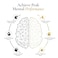 مكمل غذائي ACEWORKZ Elite Brain Nootropic لزيادة التركيز والذاكرة والصفاء الذهني، خالٍ من الكافيين، طاقة طبيعية مع فطر عرف الأسد، إل-ثيانين، وفيتامين ب المركب، 60 كبسولة