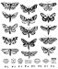 Stampers Anonymous Stampers Anon Moth Study Cling RBBR Stamp Set
